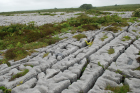 Sheshymore Limestone pavement exposes shallow water carbonates of the Brigantian, Slievenaglasha Formation. These classic kharstified exposures of tabular blocks of limestone pavement, Clints, are cut by vertical fractures, Grikes, which were widened by post glacial disolution (McNamara, & Hennessy, 2010). Fractures were intially established during Variscan folding (Coller, 1984).